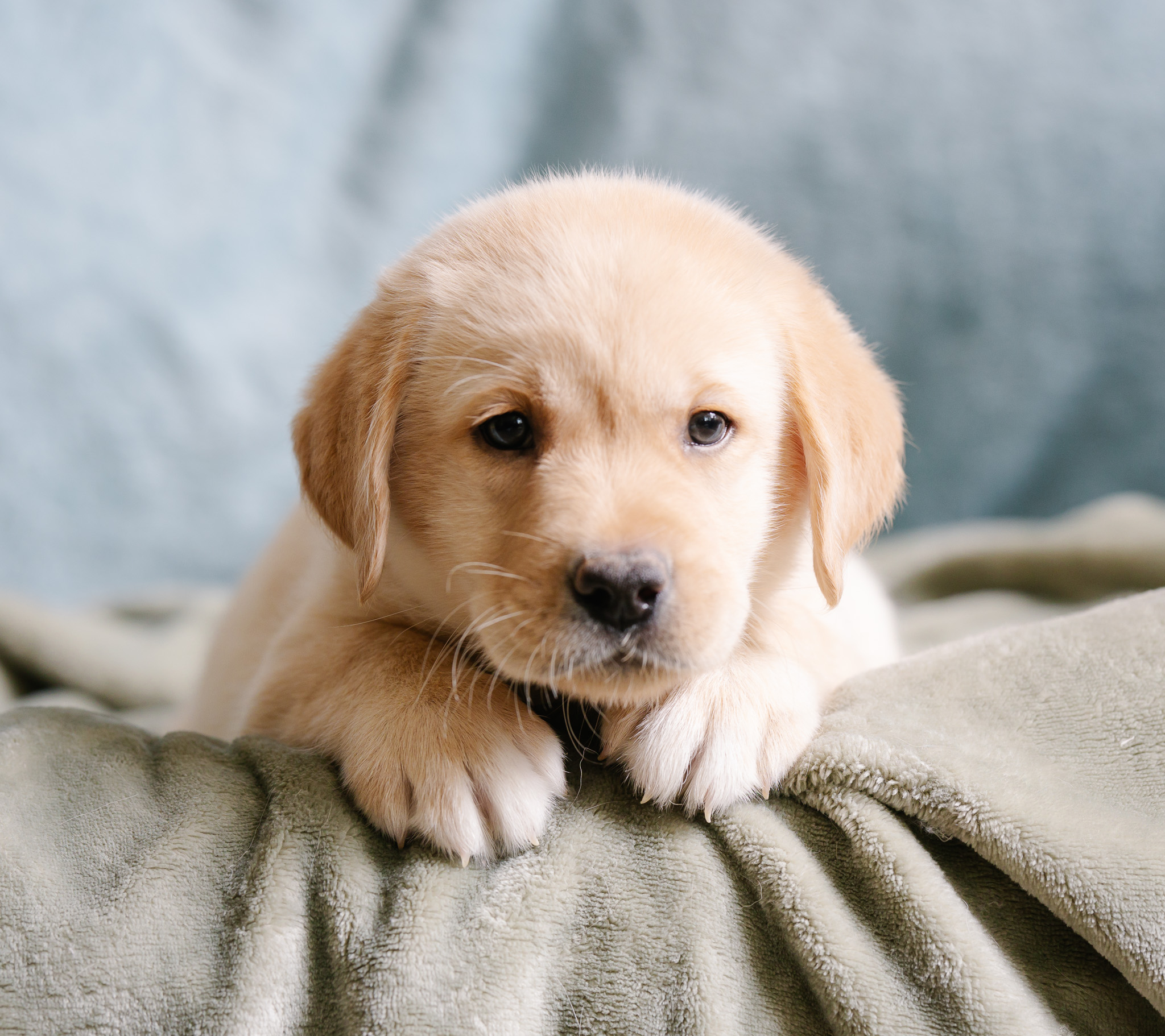 Mr. Orange, golden Labrador puppy from the Nia x Maverick litter