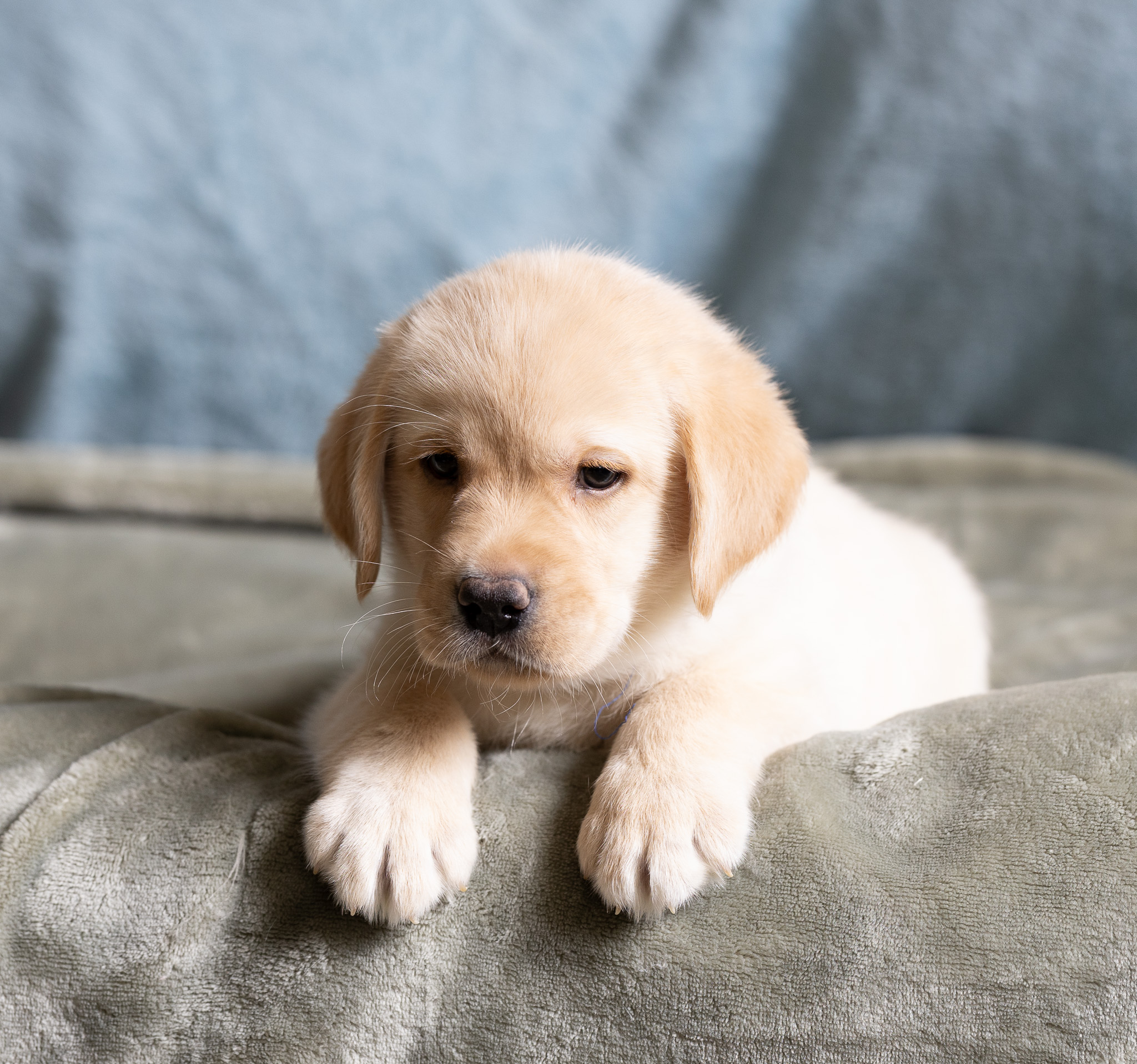 Mr. Blue, golden Labrador puppy from the Nia x Maverick litter