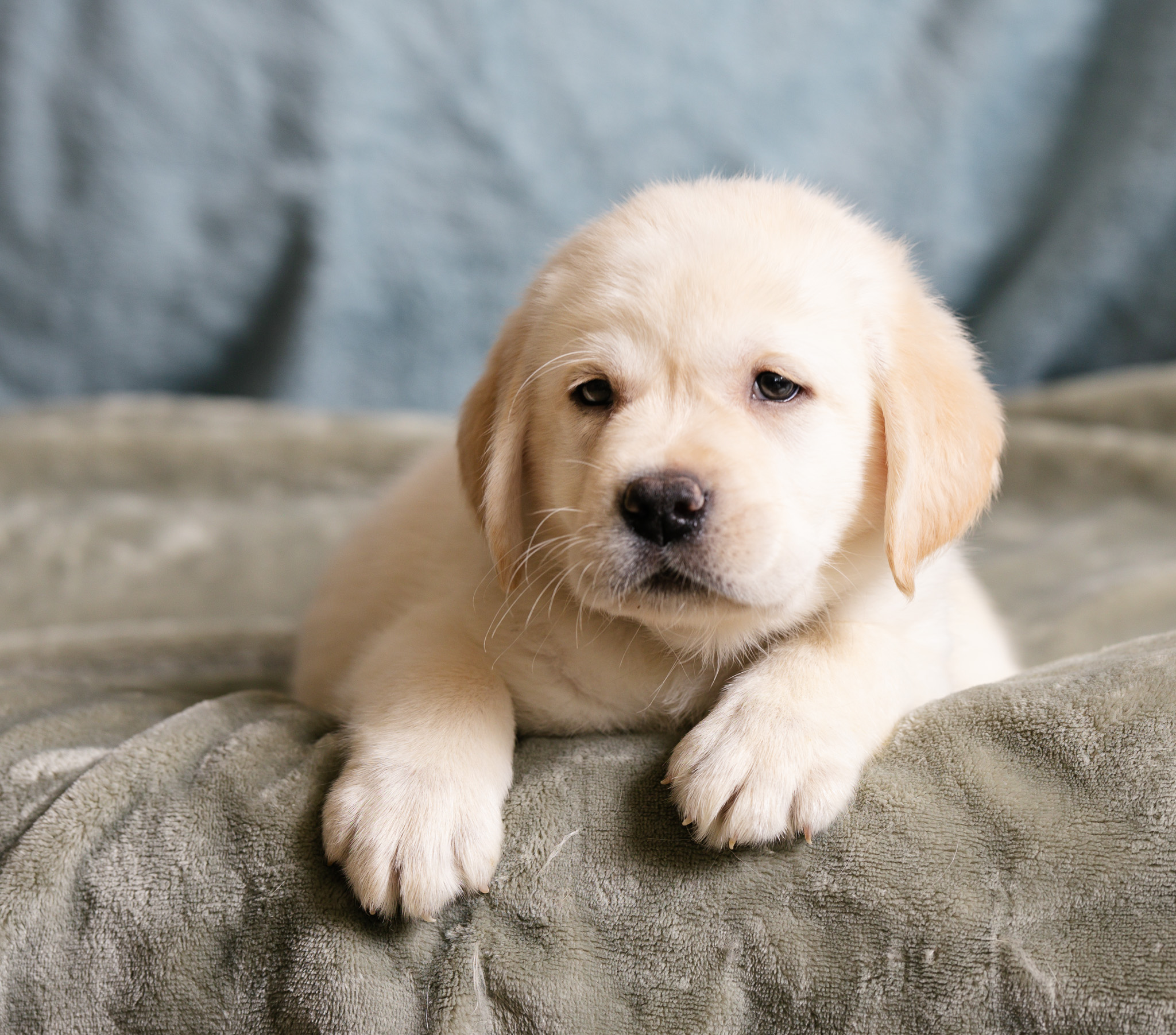 Mr. Black, cream Labrador puppy from the Nia x Maverick litter