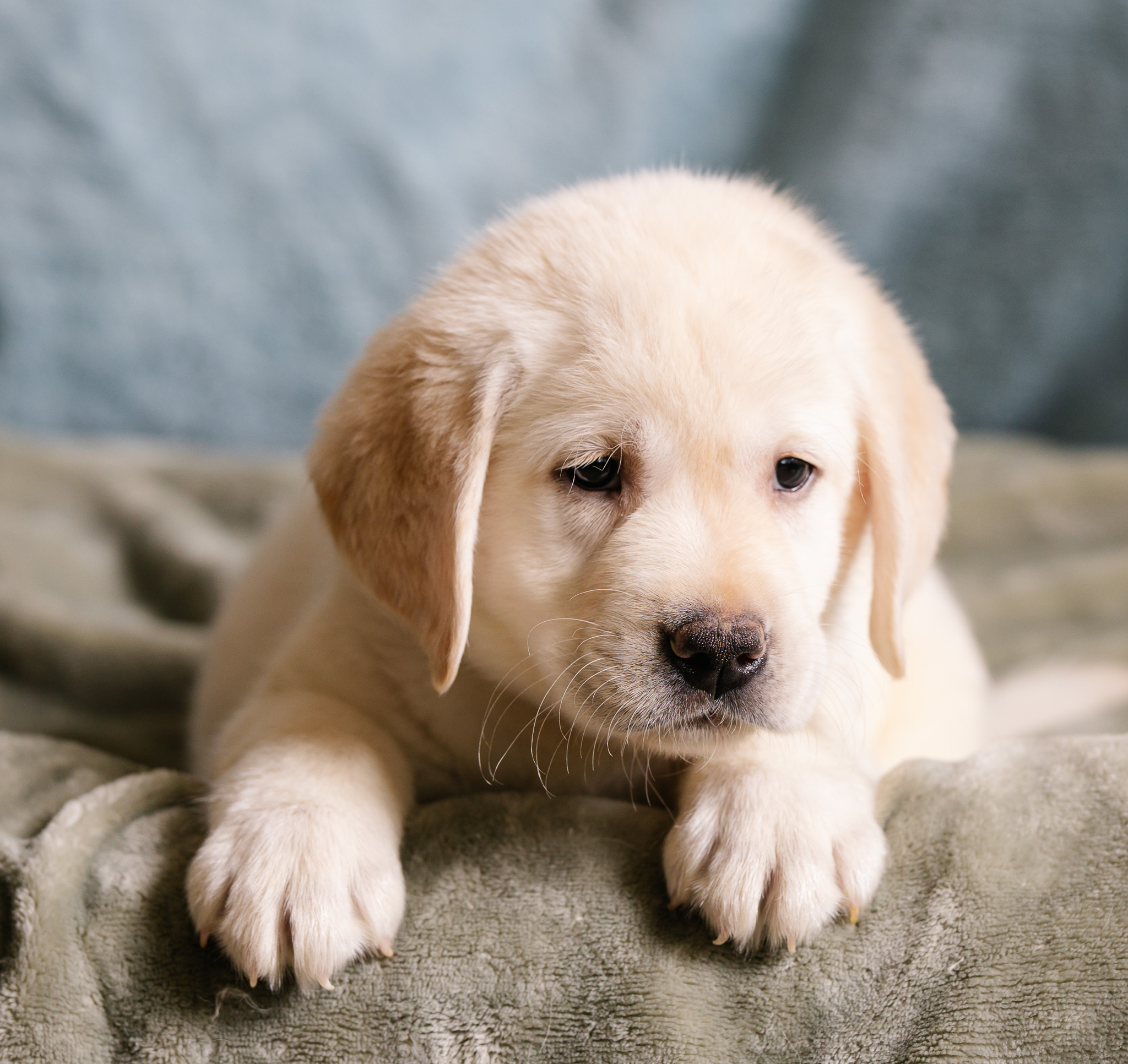 Mr. Brown, cream Labrador puppy from the Nia x Maverick litter