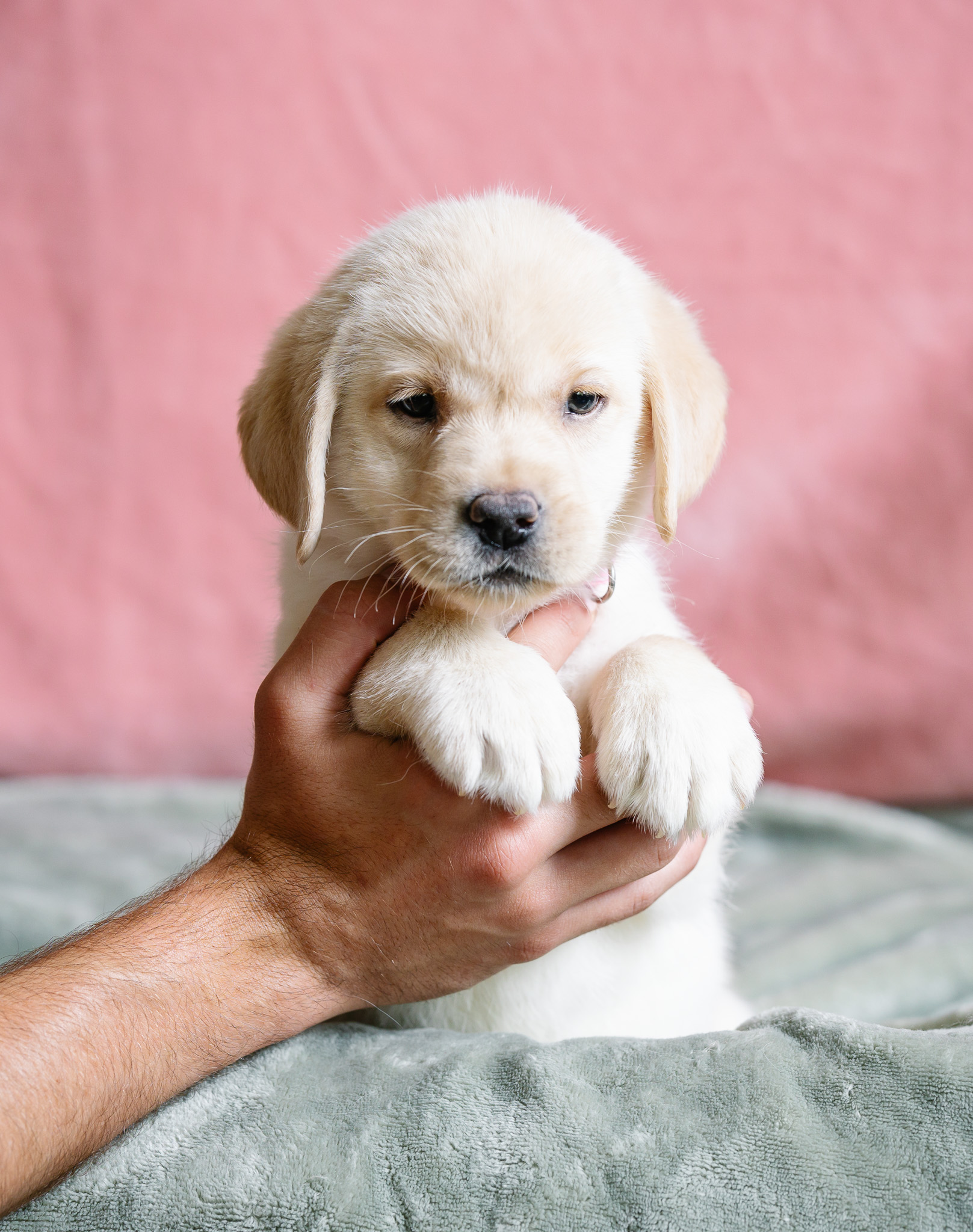 Miss Pink, polar white Labrador puppy from the Nia x Maverick litter