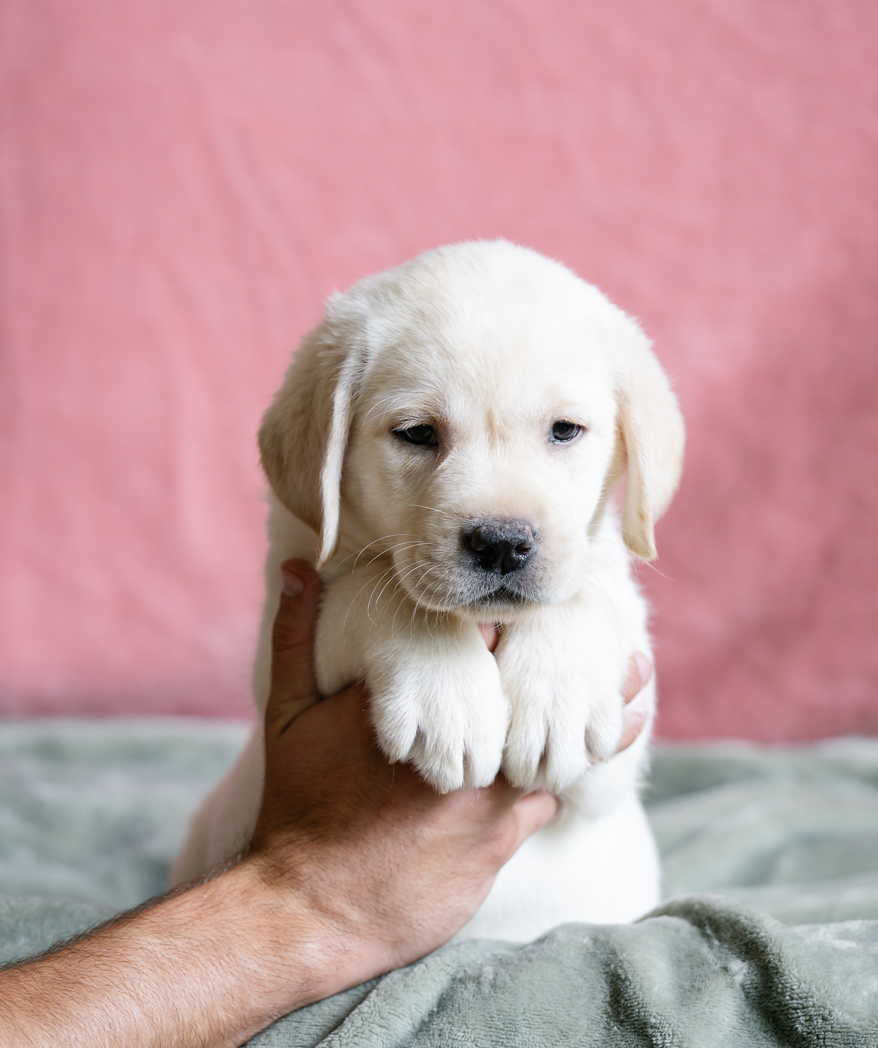 Miss Purple, polar white Labrador puppy from the Nia x Maverick litter