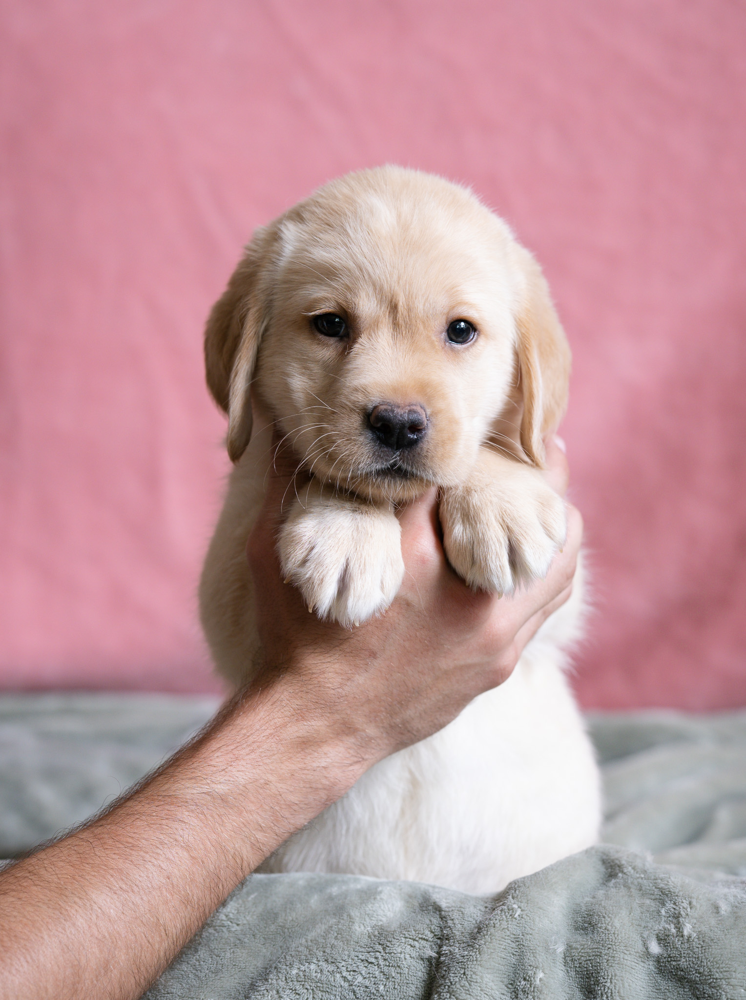 Miss Red, honey coat Labrador puppy from the Nia x Maverick litter