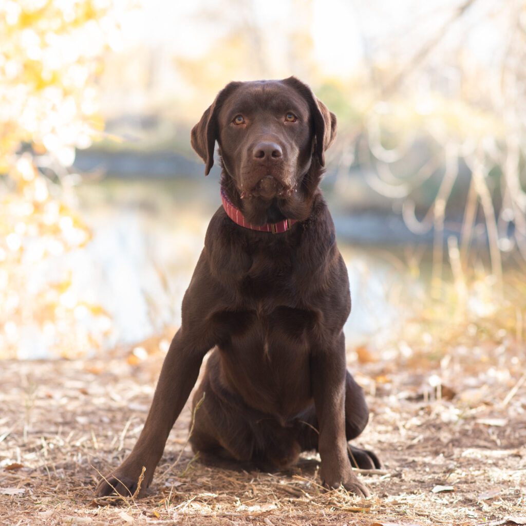 Fransisco, our chocolate English Labrador stud
