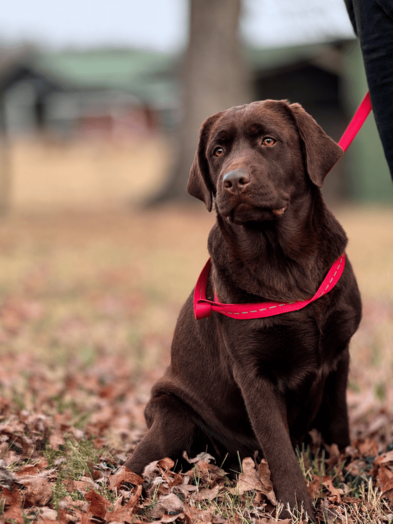 Chocolate English Labrador Retriever sitting in autumn leaves