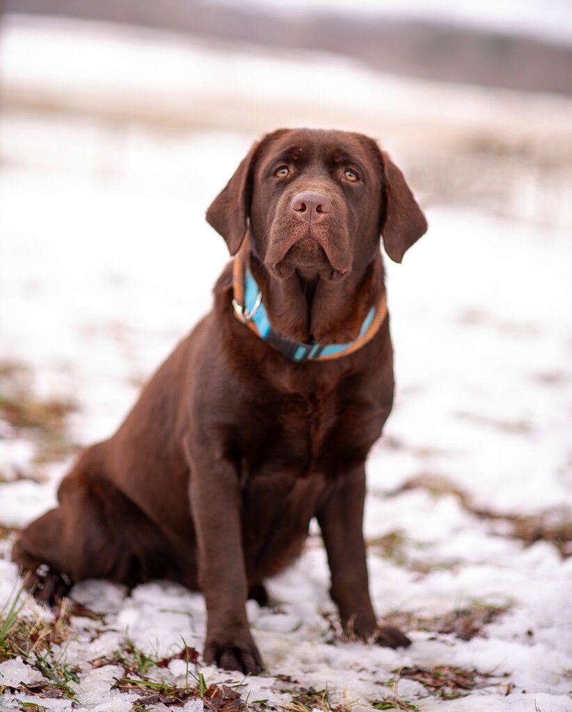 Chocolate English Labrador Retriever in the snow