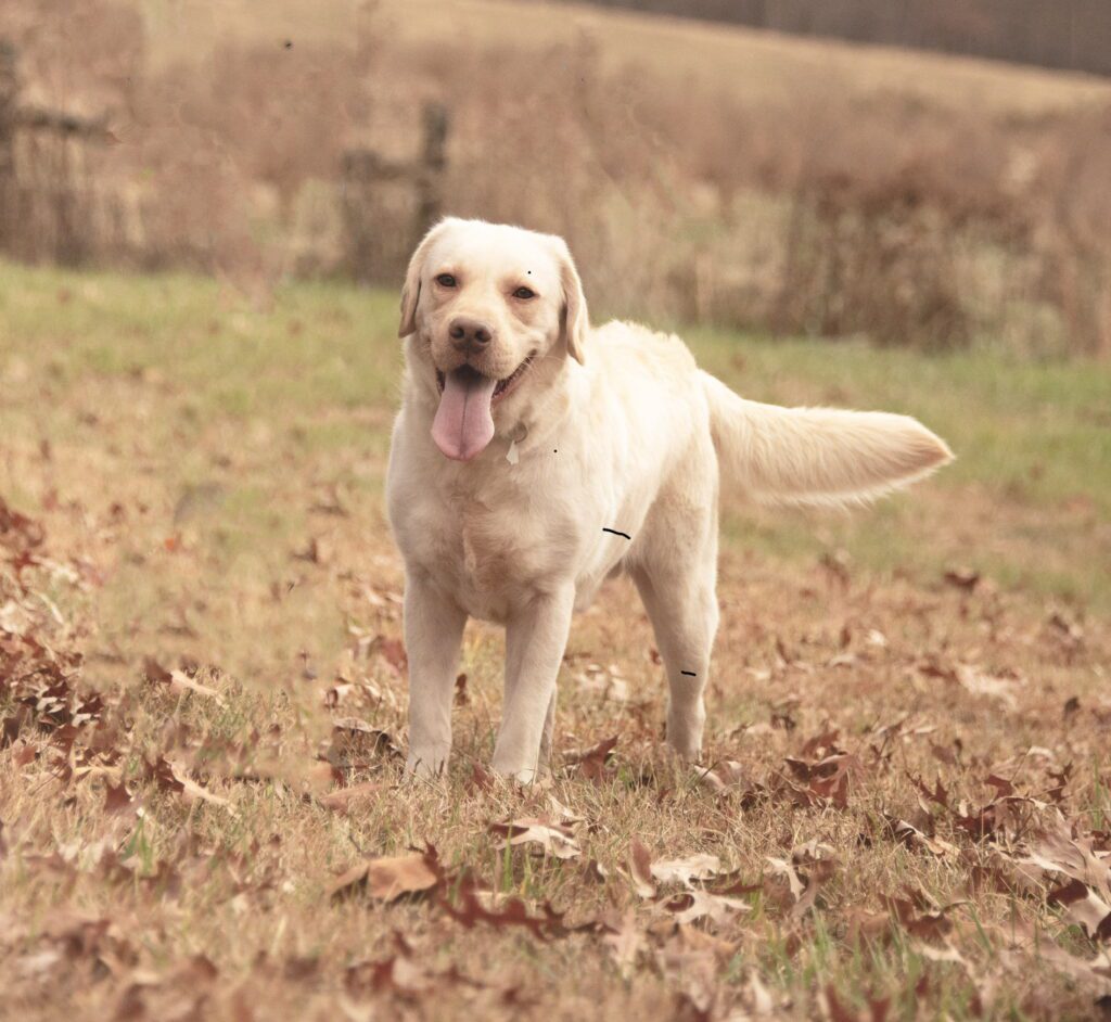 Maverick, our yellow English Labrador stud, standing in a field