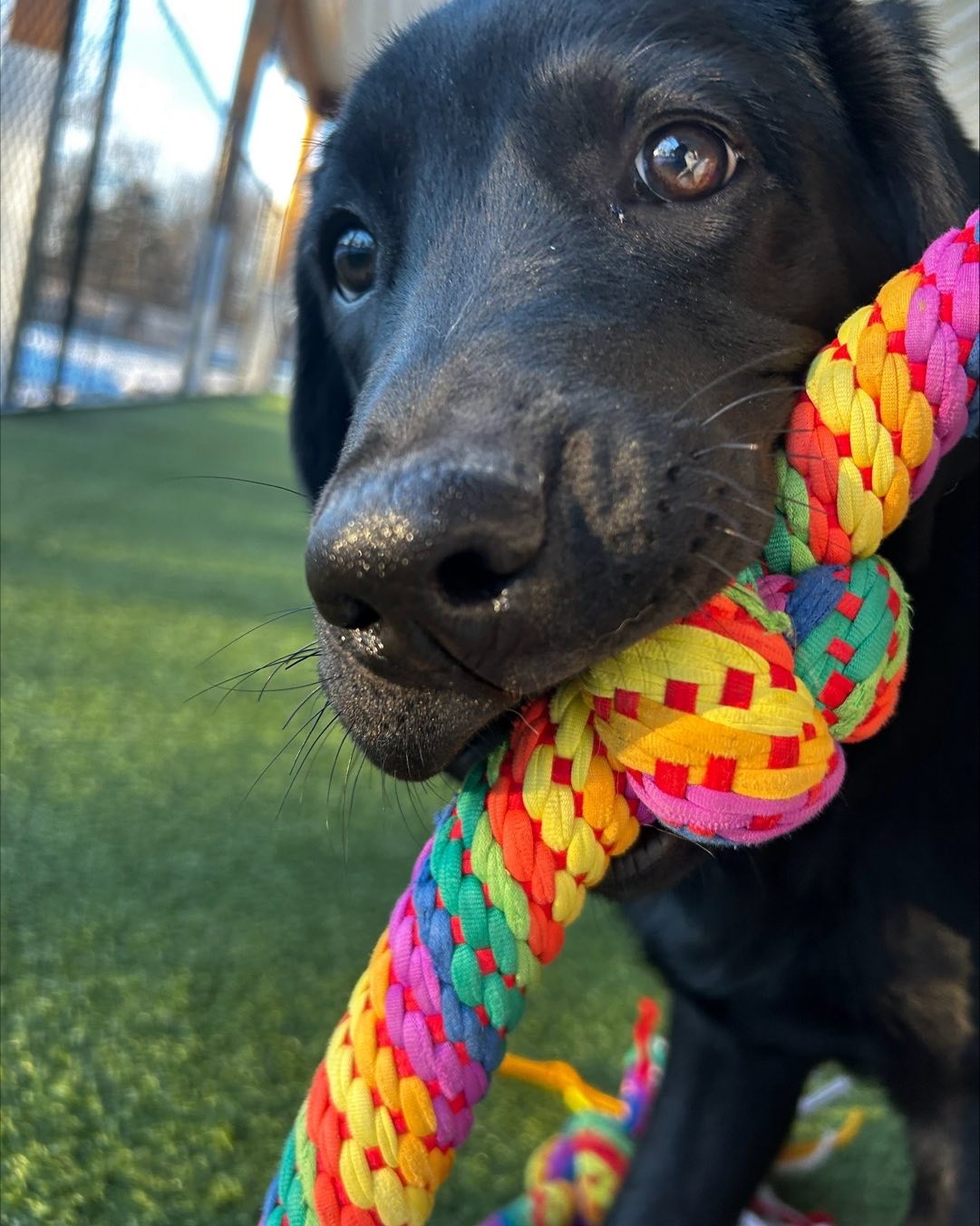 Jet, English Labrador from Kindred Pup