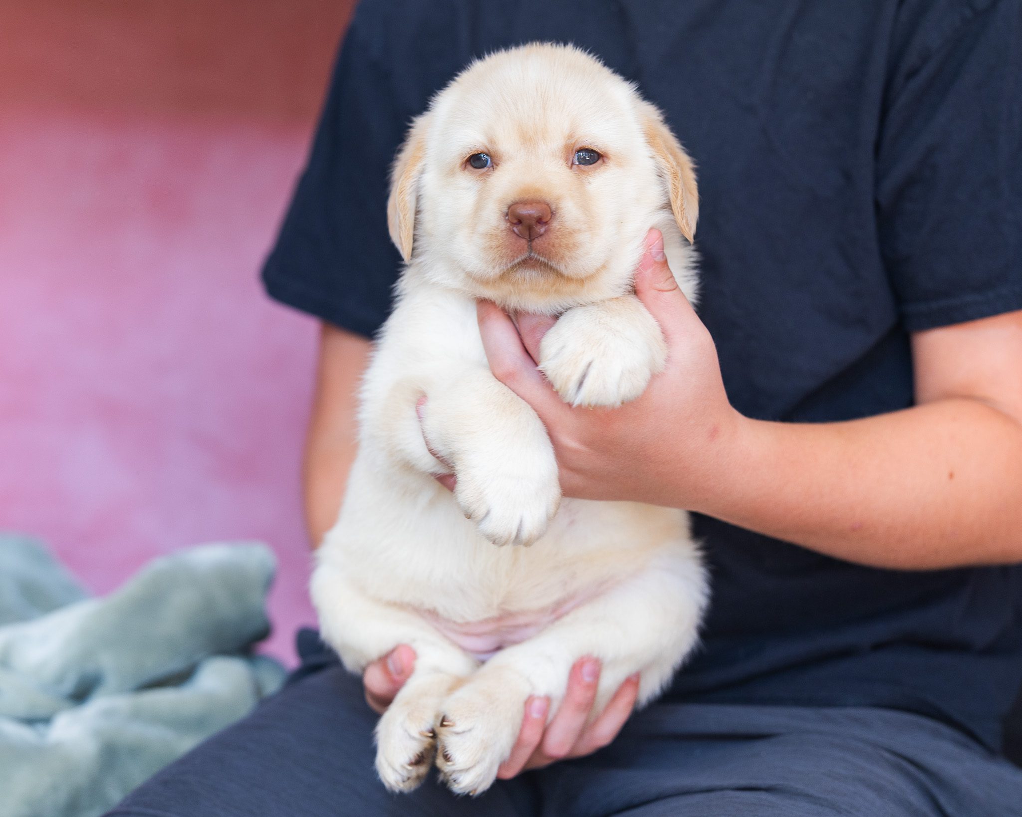 Yellow dudley English Labrador female puppy with liver pigment at Kindred Pup