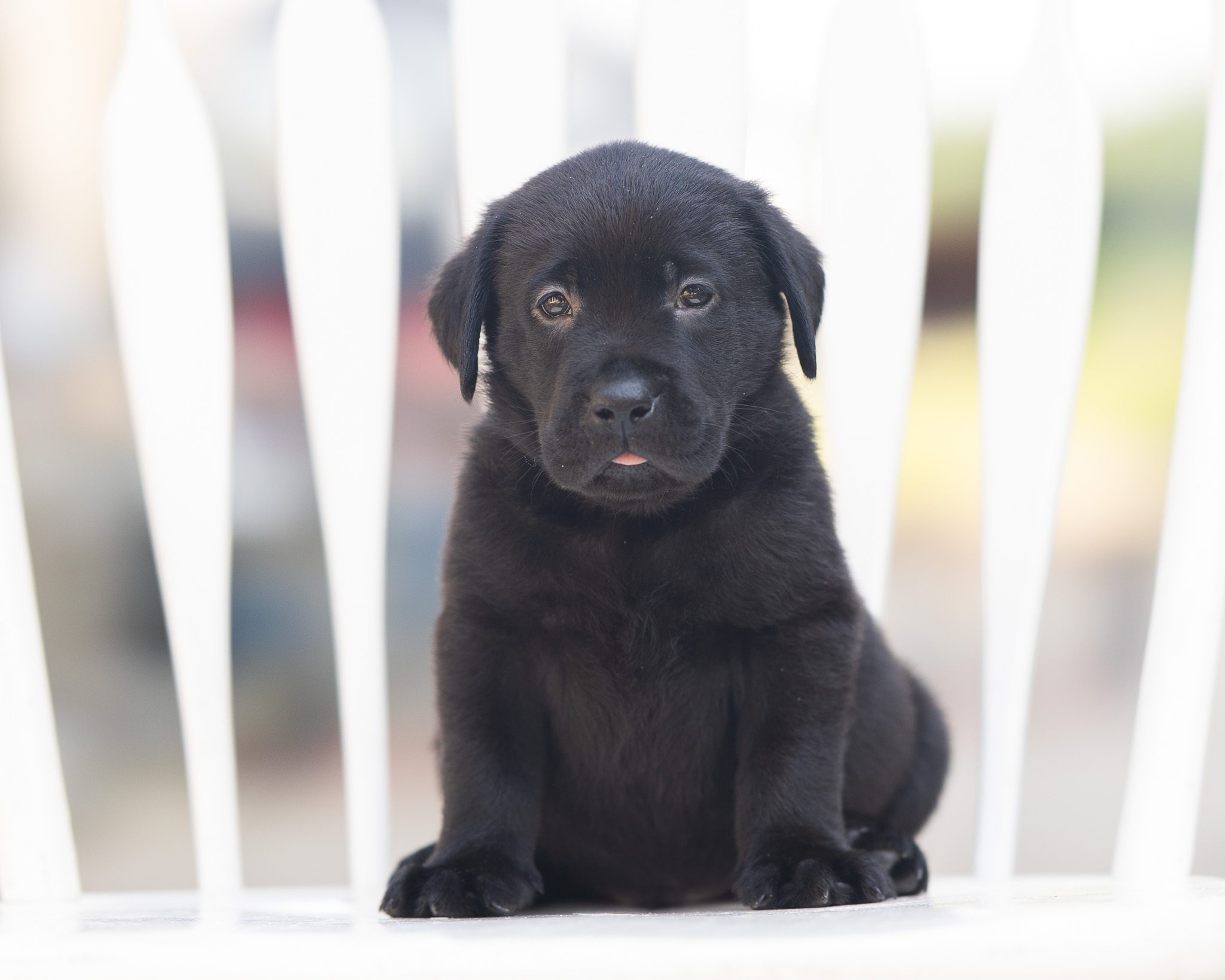 Black English Labrador puppy from the Lucy and Francisco litter at Kindred Pup