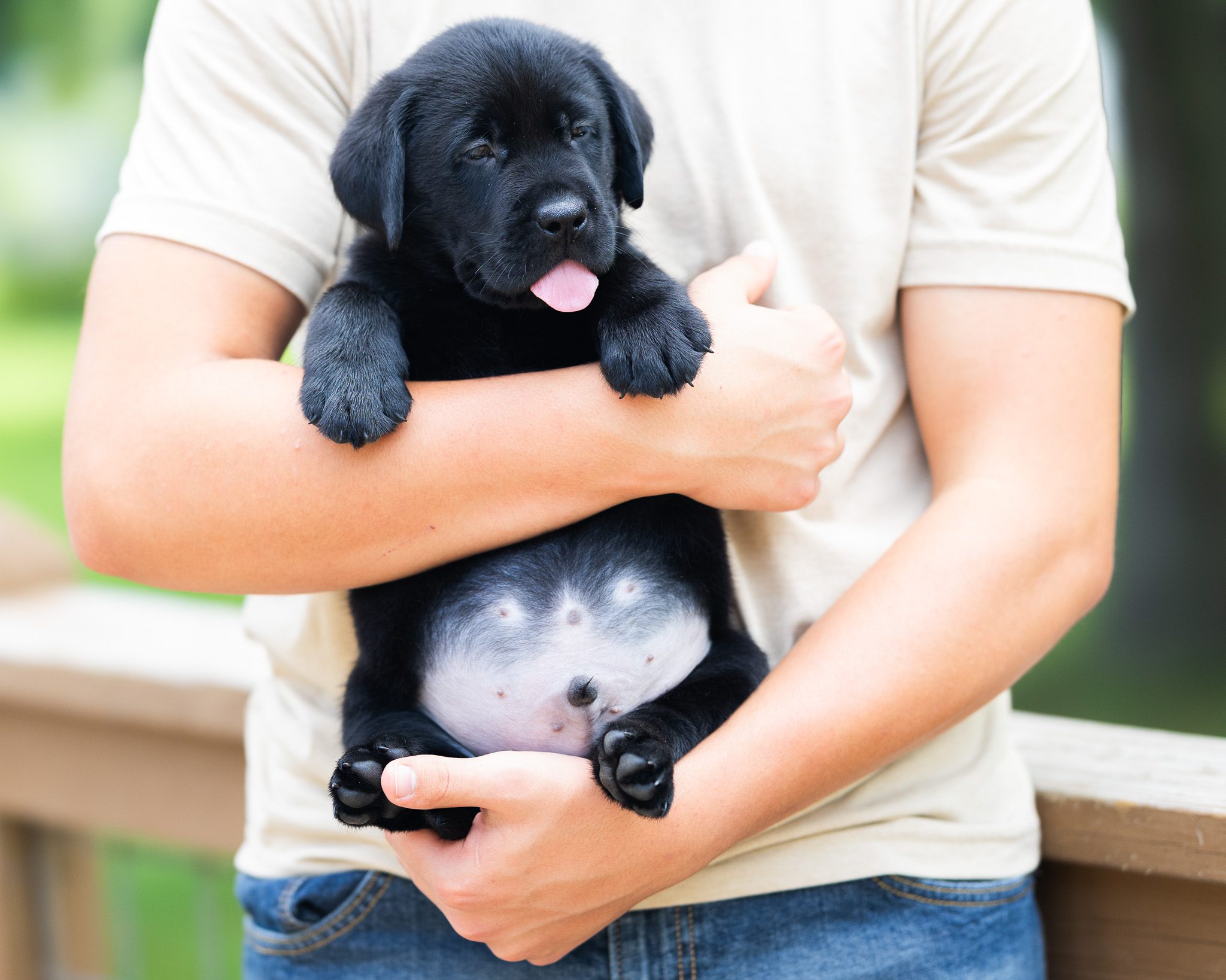 Black English Labrador puppy from a repeat Lucy and Francisco pairing