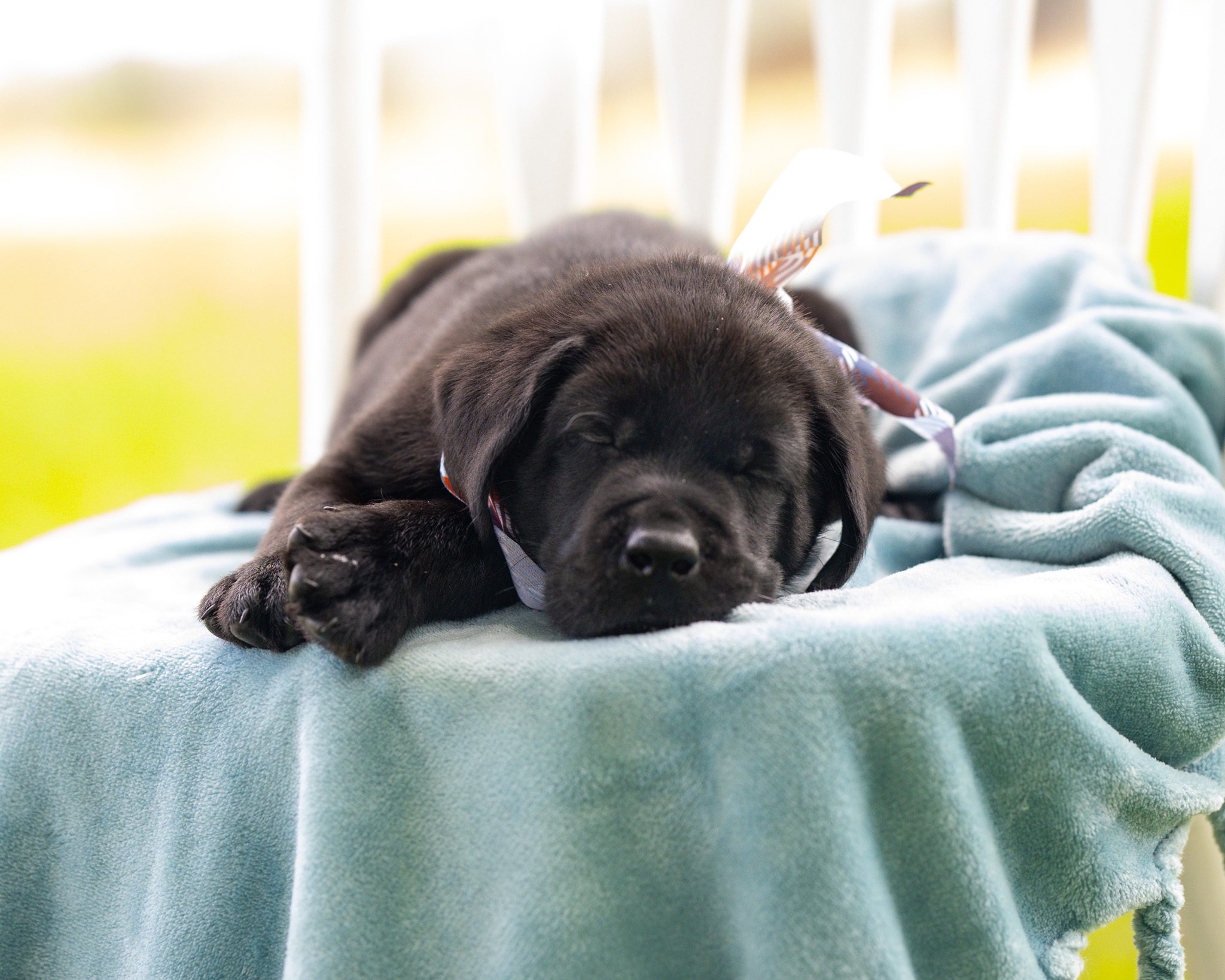 Black English Labrador puppy from the Lucy and Francisco litter