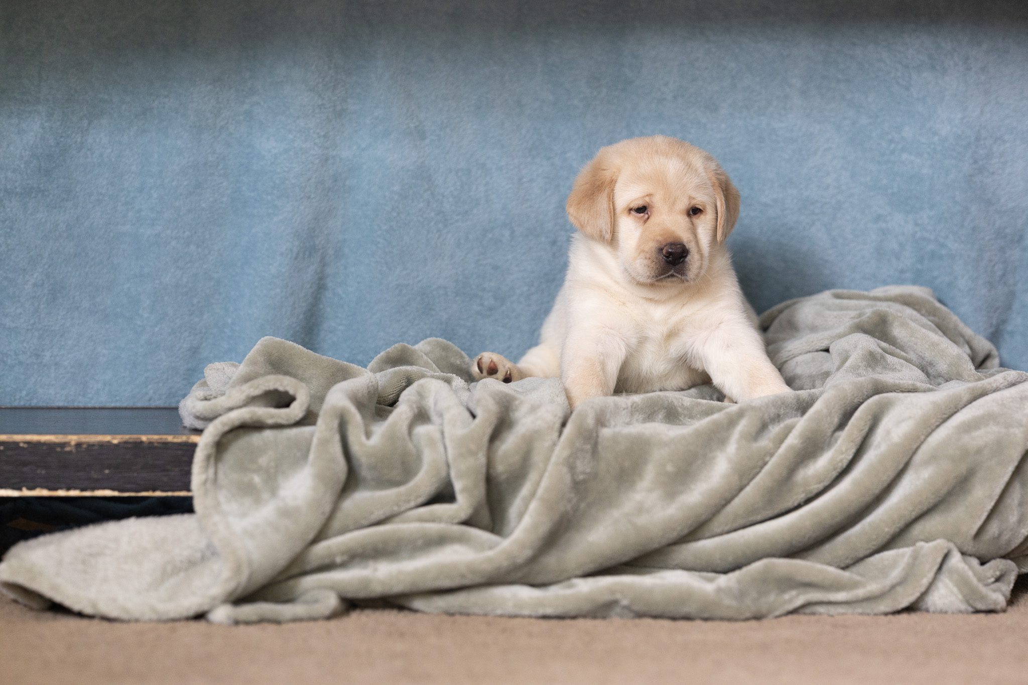 Yellow English Labrador male puppy from the Fairlight and Maverick litter at Kindred Pup
