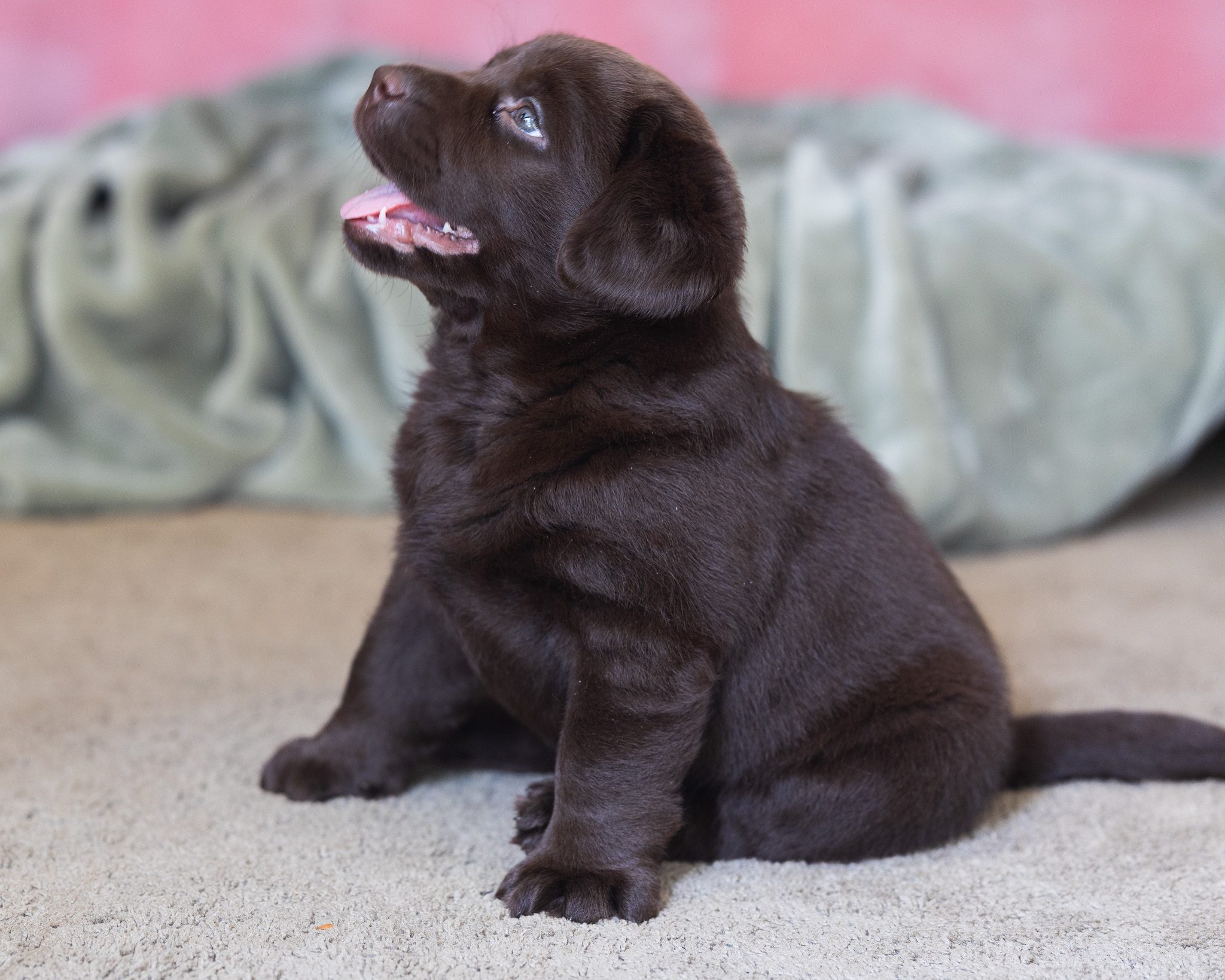 Chocolate English Labrador female puppy from the Fairlight and Maverick litter at Kindred Pup