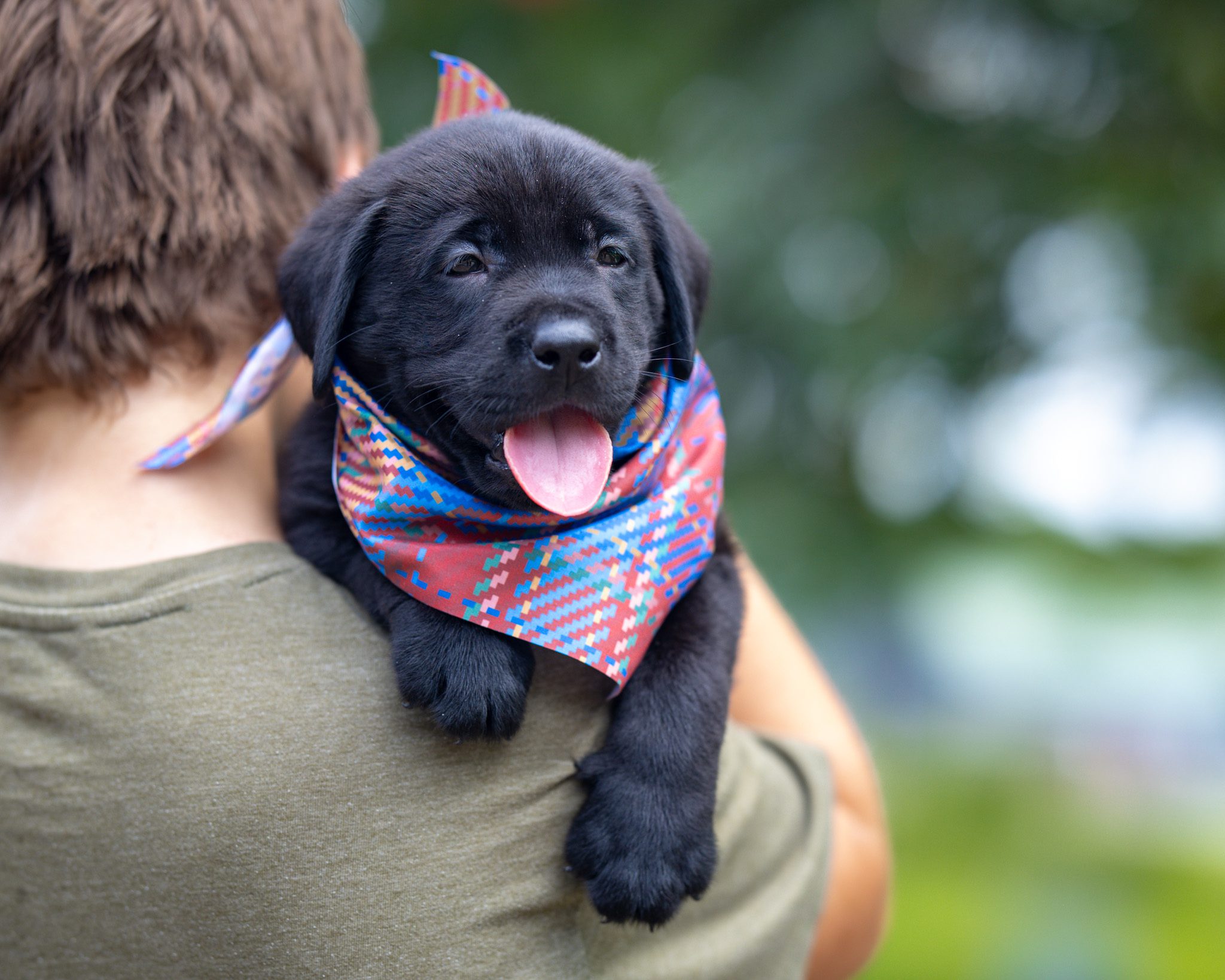 Black English Labrador puppy from the Lucy and Francisco litter at Kindred Pup