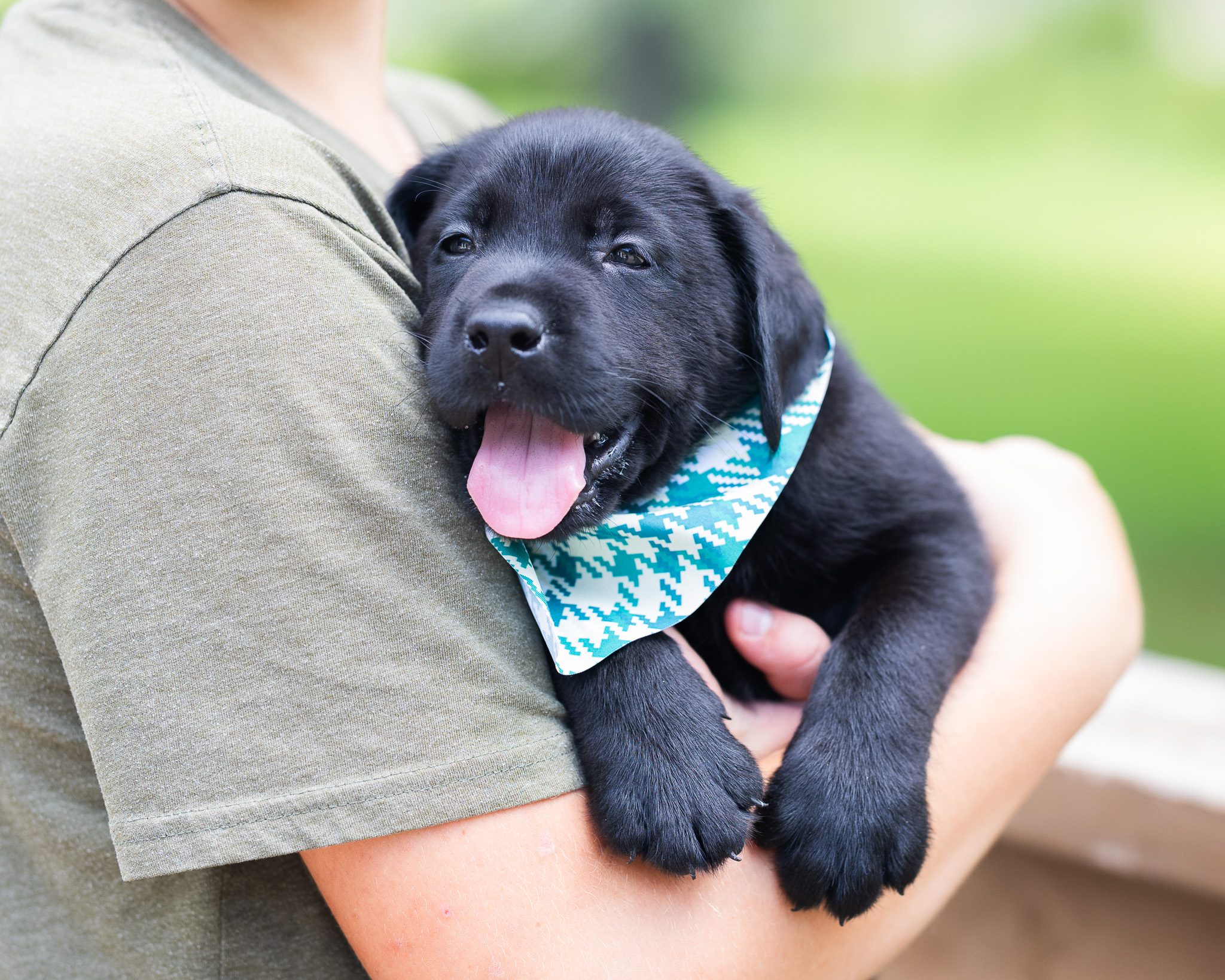 Black English Labrador puppy being held at Kindred Pup