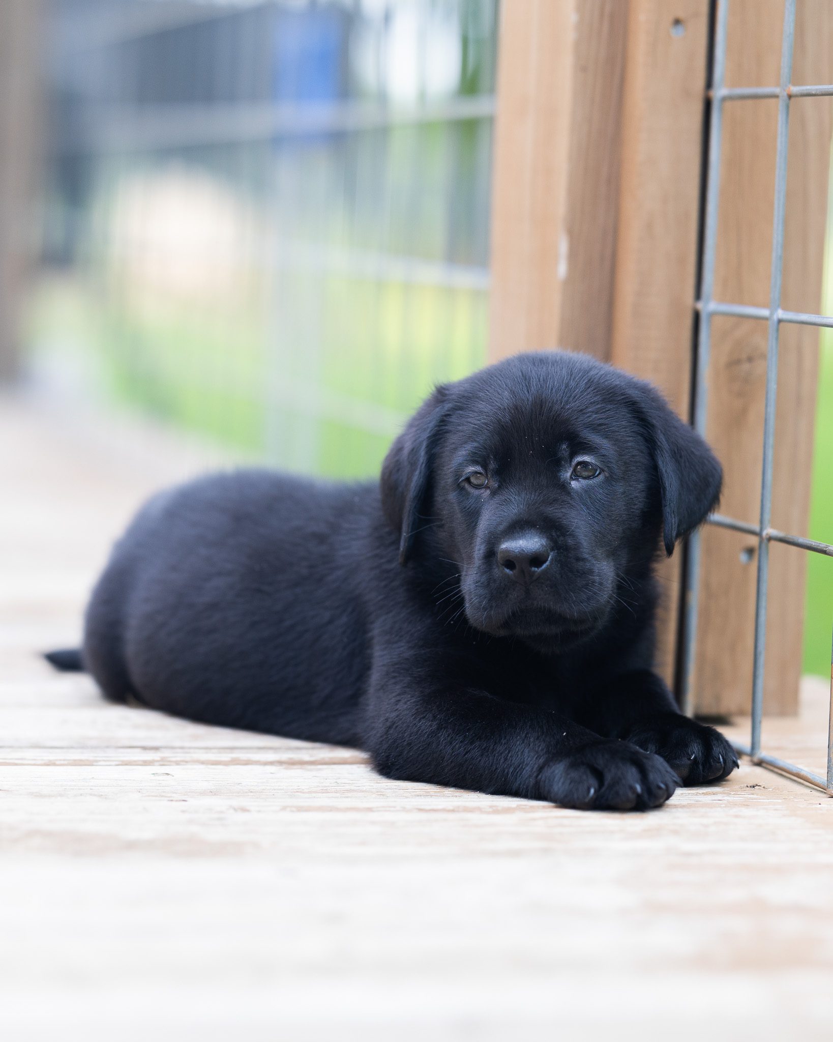 Black English Labrador puppy raised underfoot at Kindred Pup