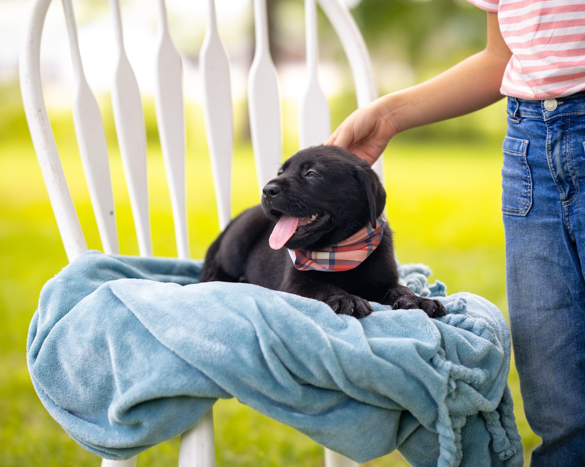 Black English Labrador puppy at Kindred Pup in Tennessee