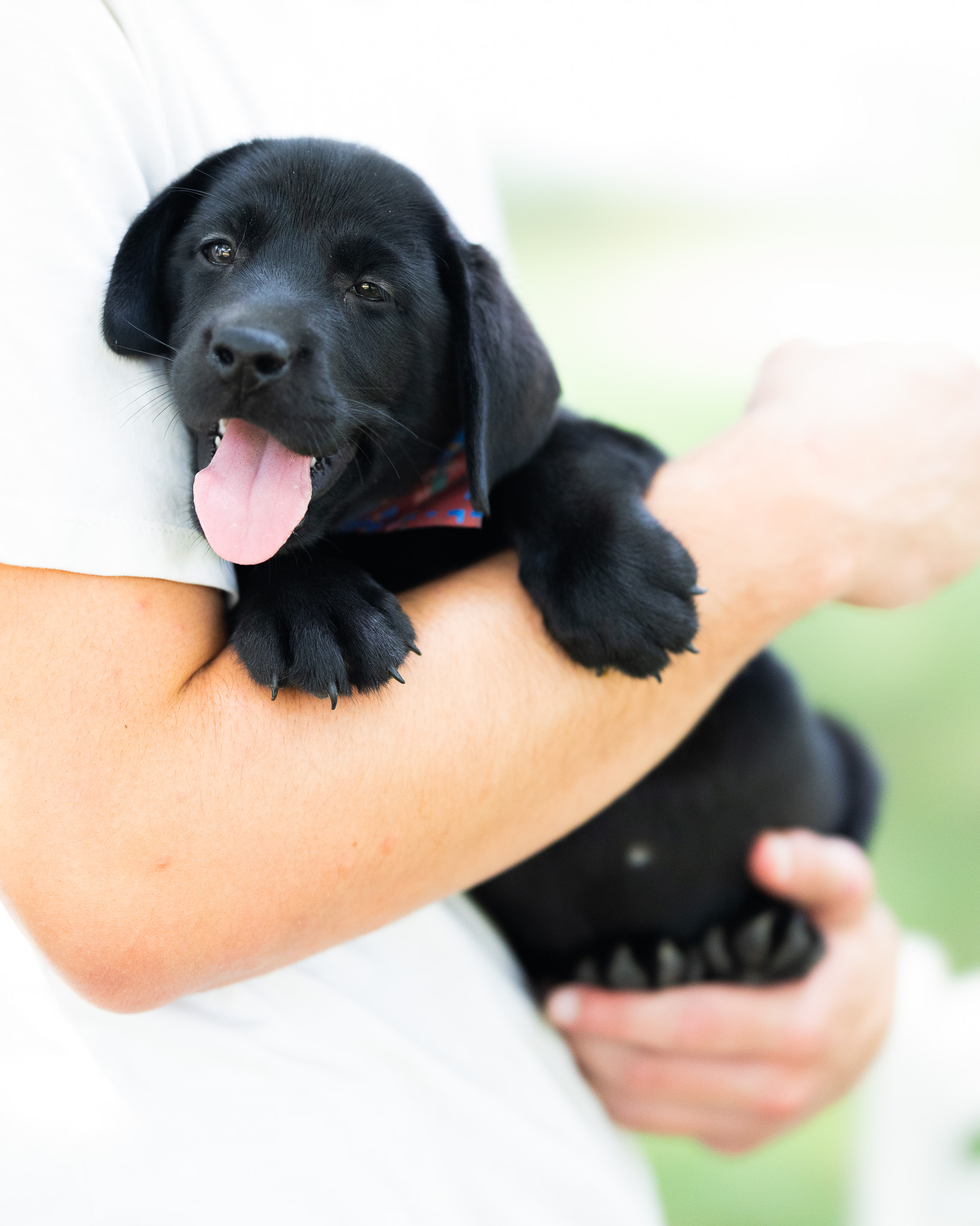 Charlotte, a black English Labrador female puppy at Kindred Pup