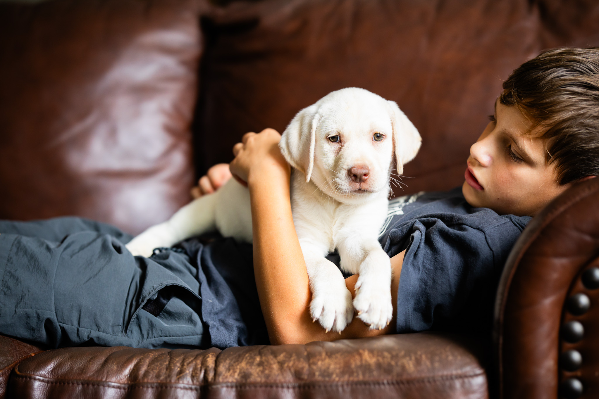 Lemon Drop, a yellow Dudley English Labrador female puppy held on the couch at Kindred Pup
