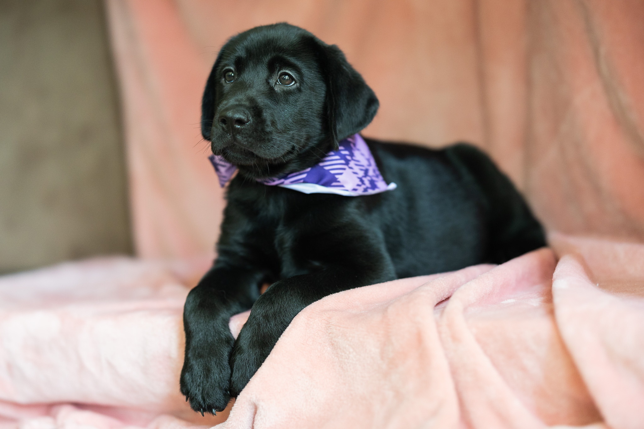 Black English Labrador puppy girl from the Lucy and Francisco litter at Kindred Pup