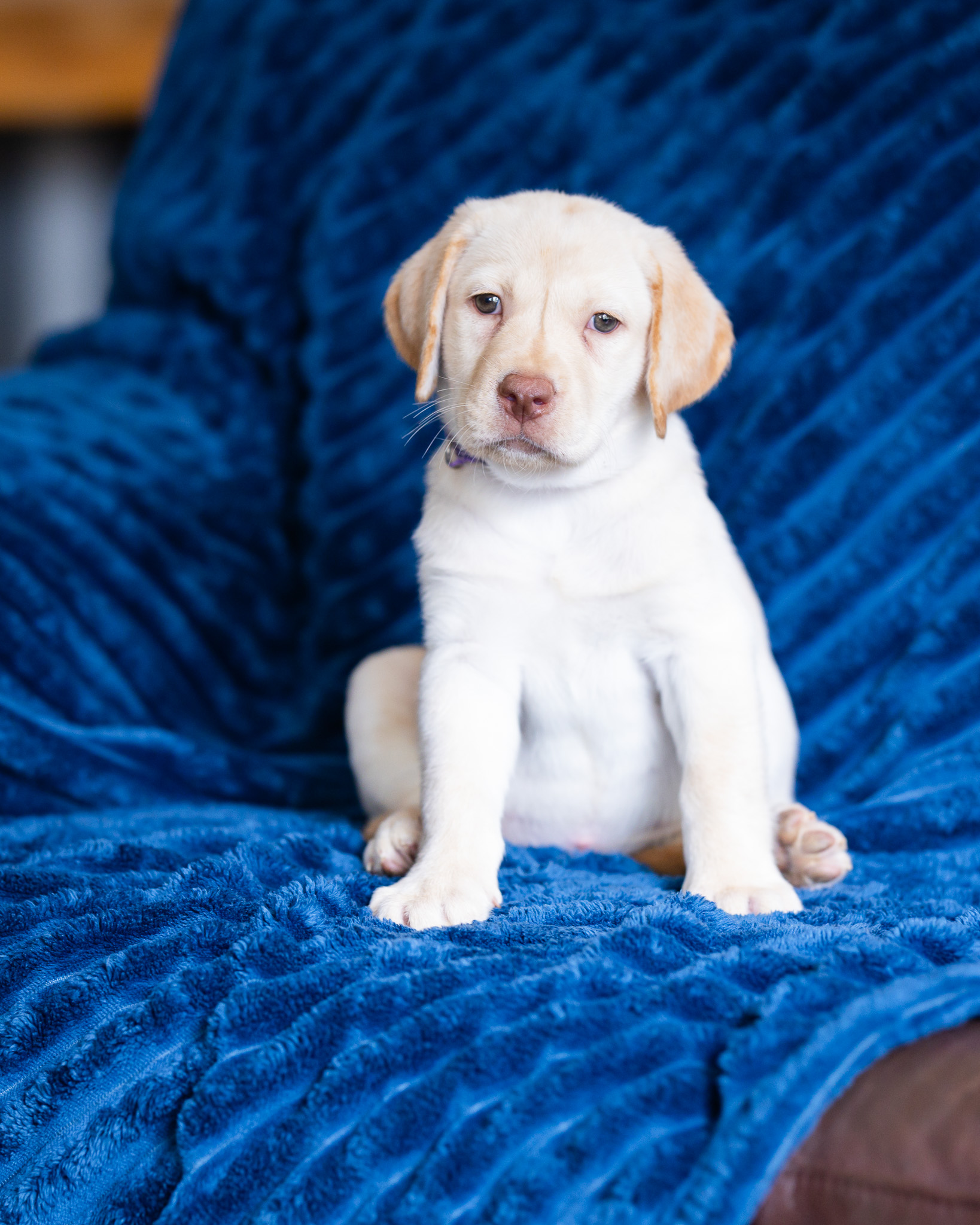 Mallow, a yellow Dudley English Labrador female puppy at Kindred Pup