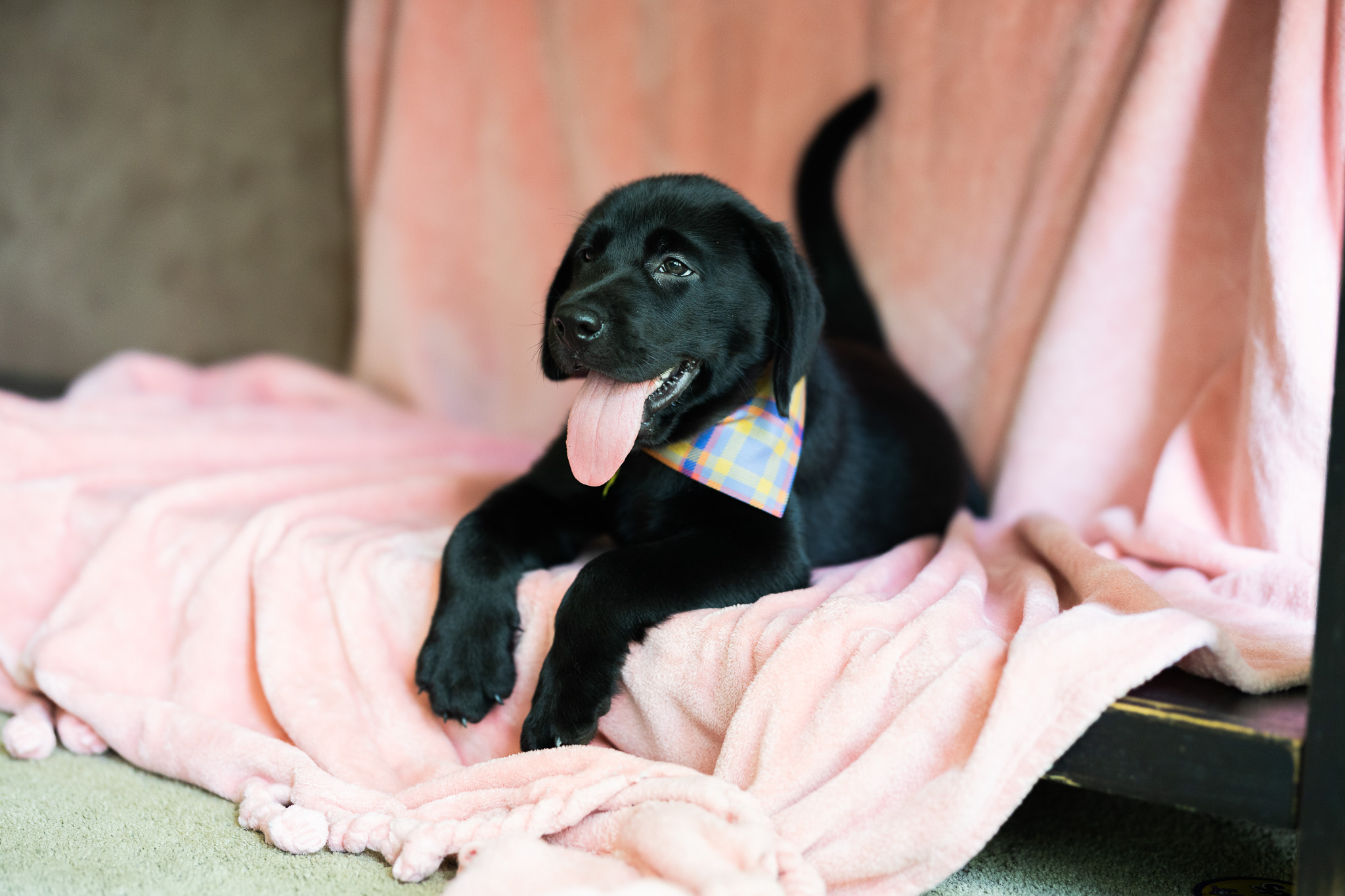 Mary, a black English Labrador female puppy at Kindred Pup