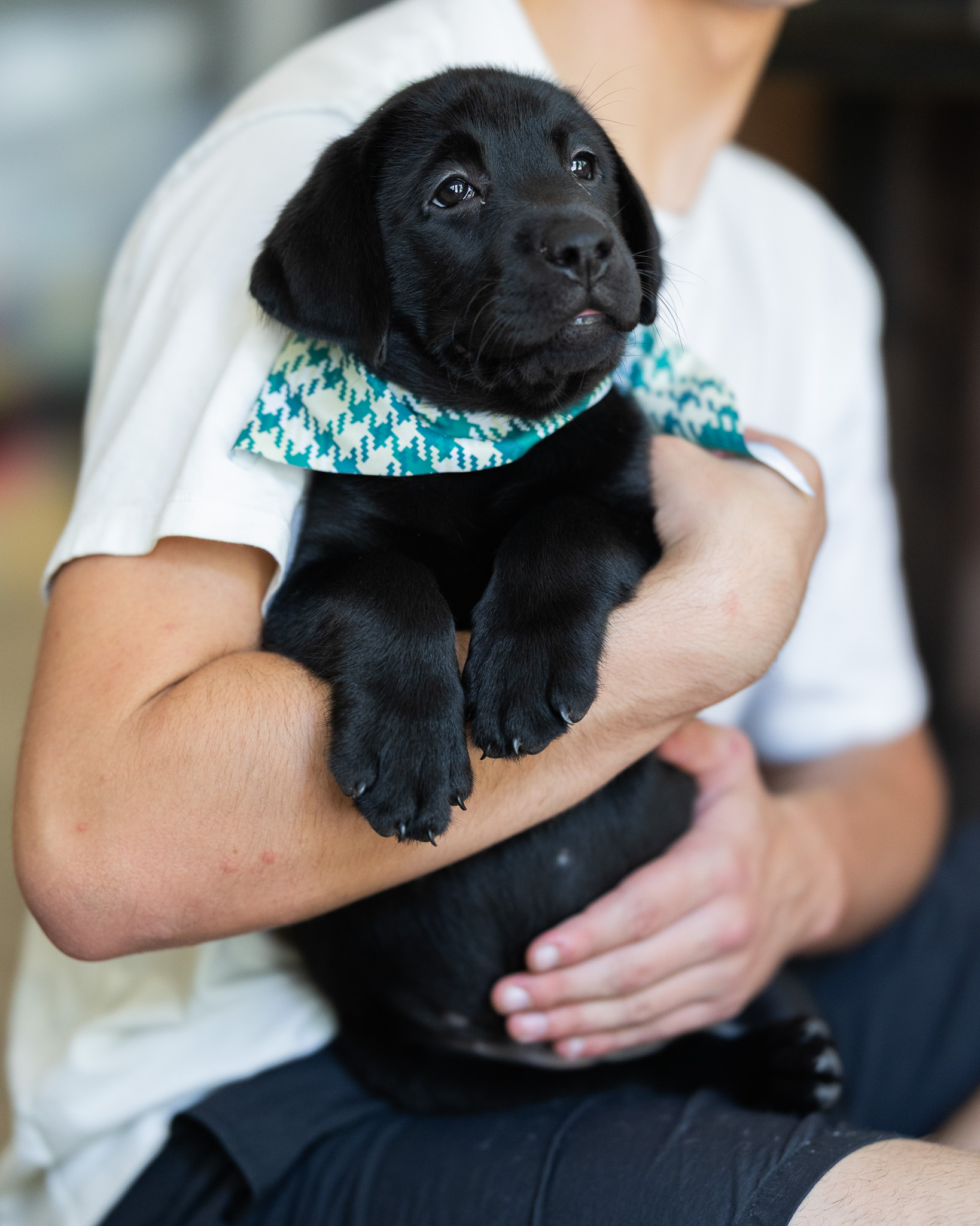 Jane, a black English Labrador female puppy at Kindred Pup