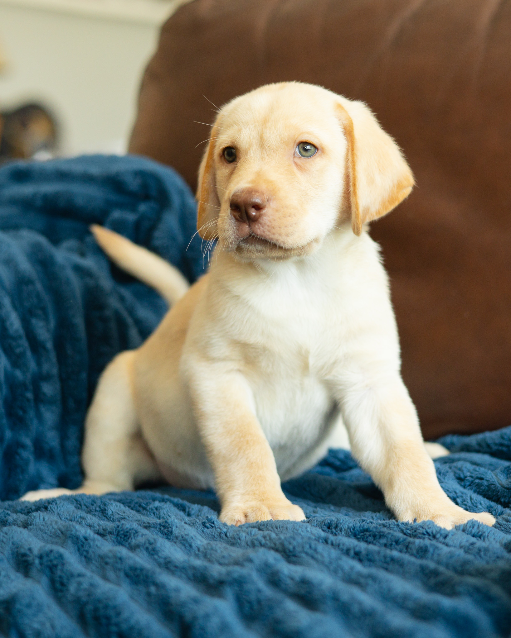 Butterscotch, a yellow Dudley English Labrador male puppy at Kindred Pup
