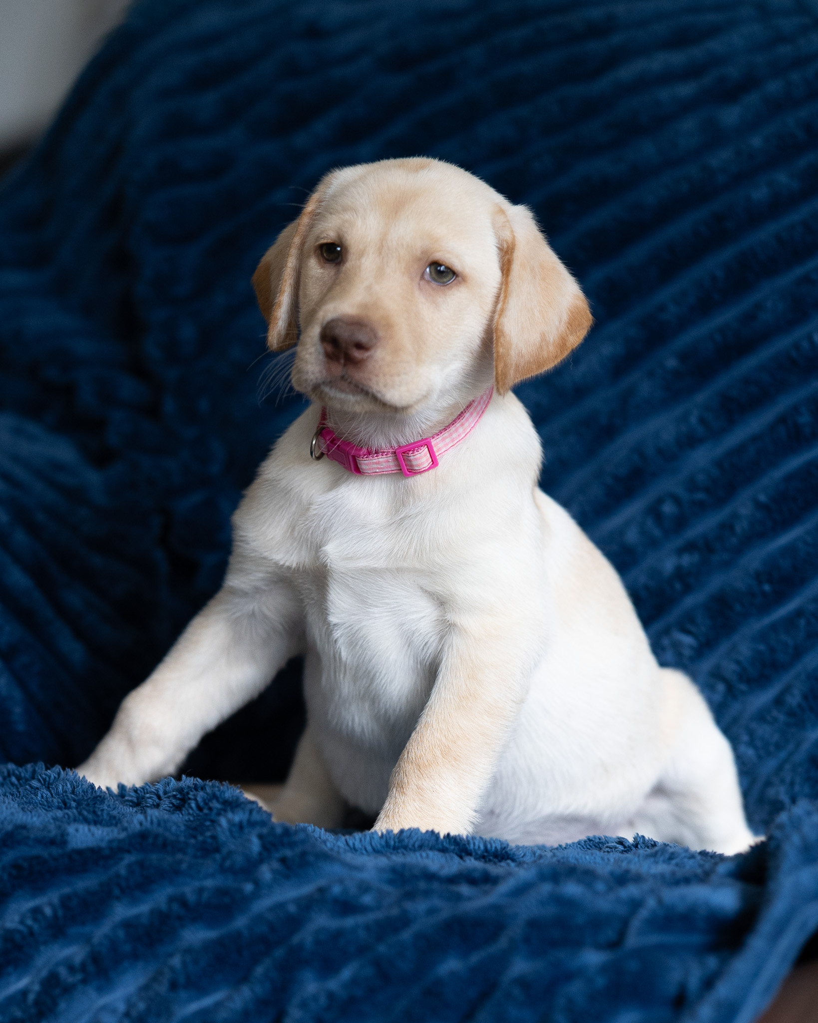 Taffy, a yellow Dudley English Labrador female puppy at Kindred Pup