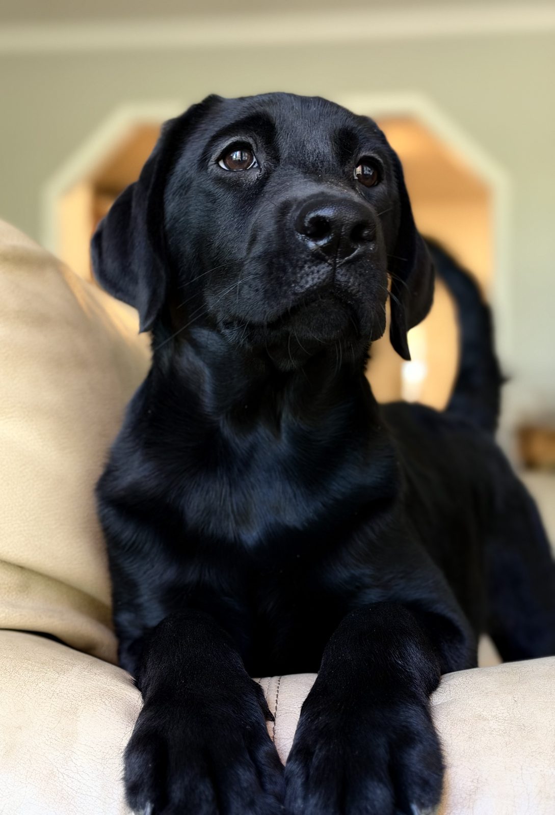 Charlotte, black English Labrador puppy, resting on the couch