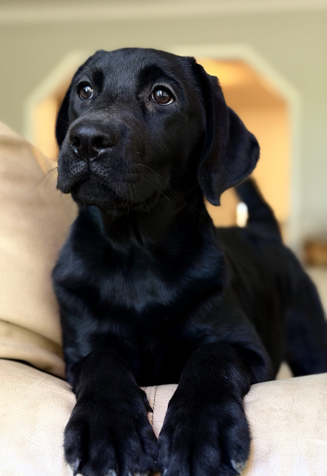 Charlotte, black English Labrador puppy, looking up