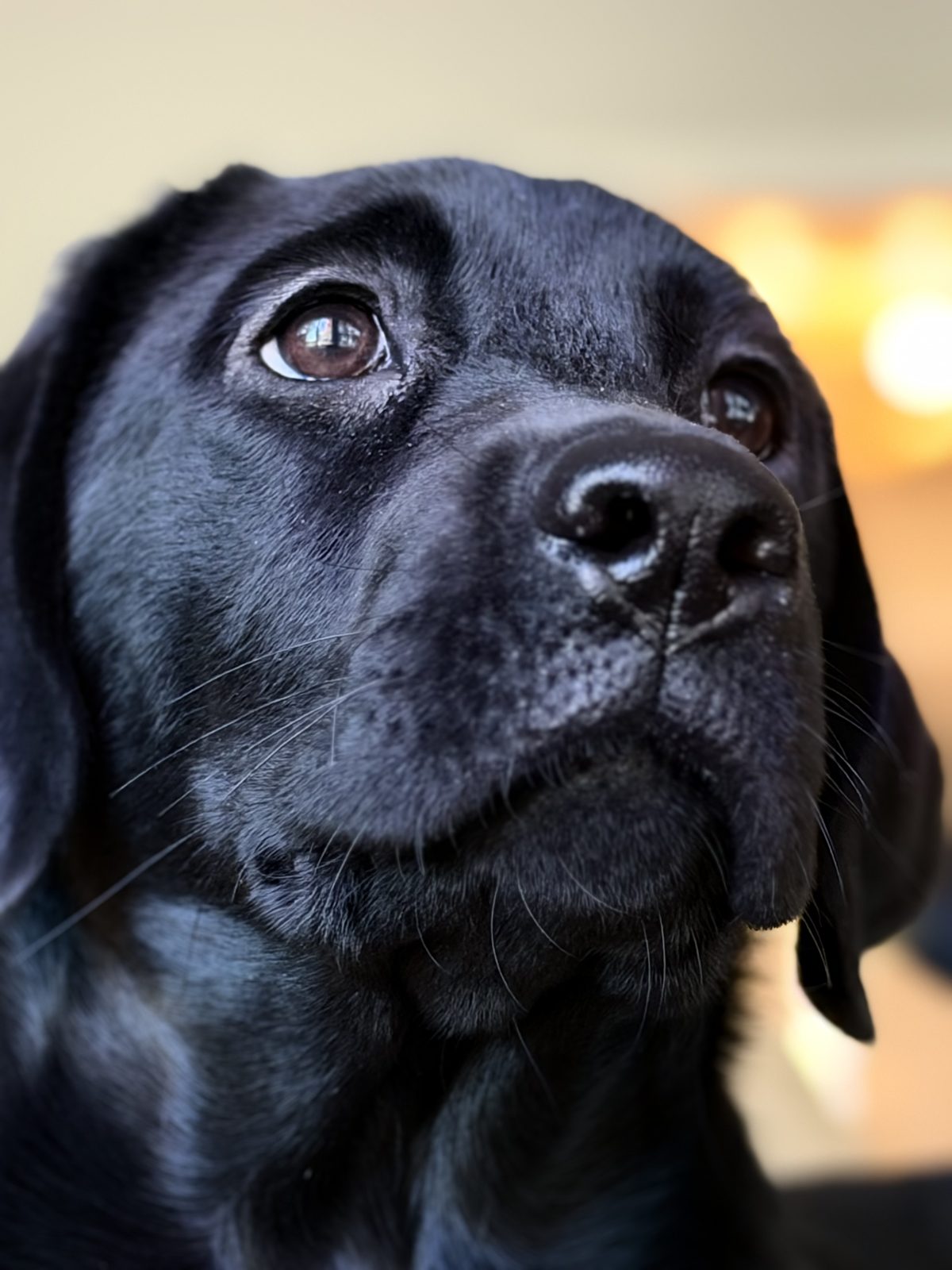 Charlotte, a black English Labrador female puppy at Kindred Pup, close-up portrait