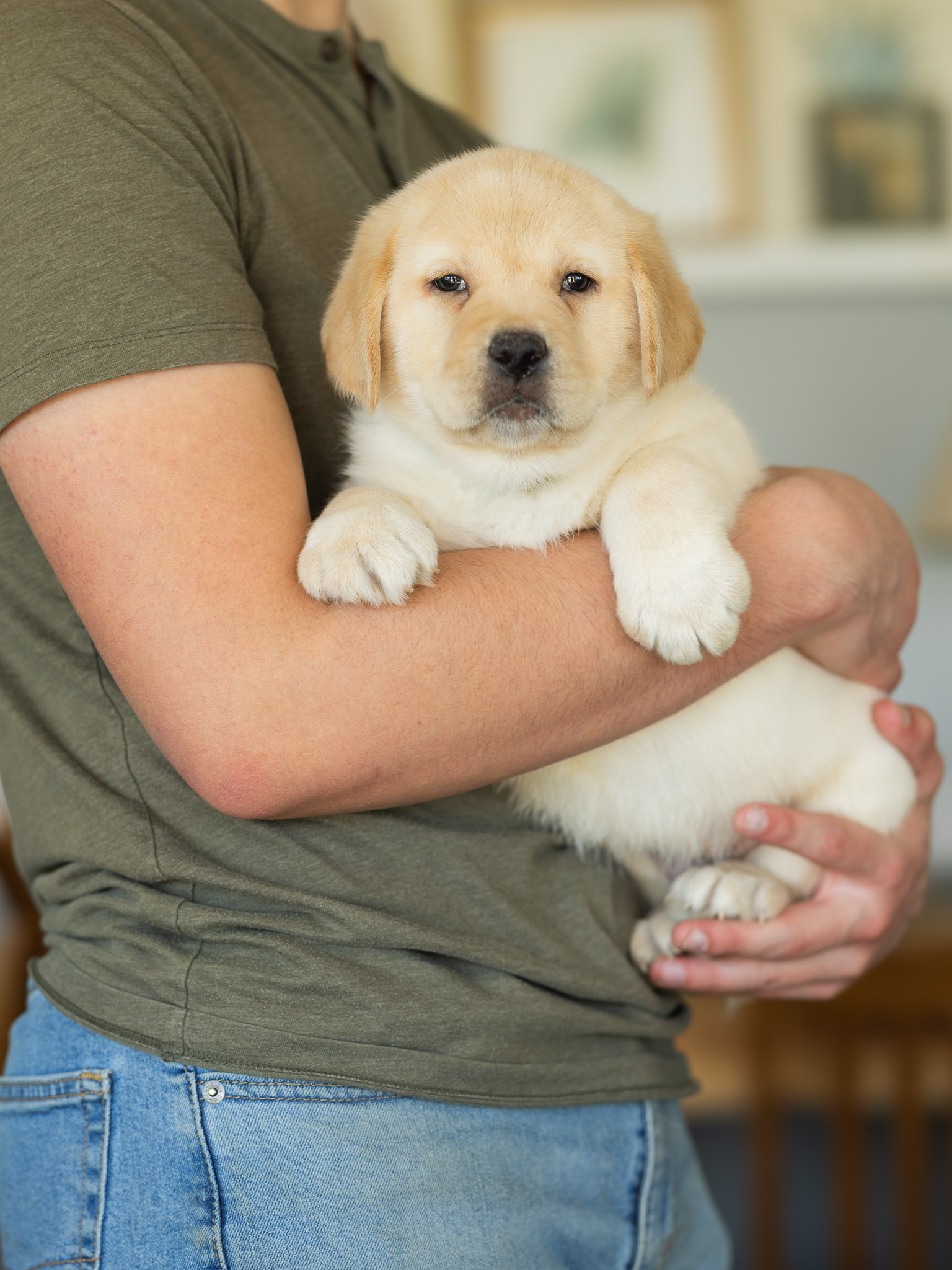 Cream English Labrador puppy boy from Fiona and Hank's previous litter at Kindred Pup