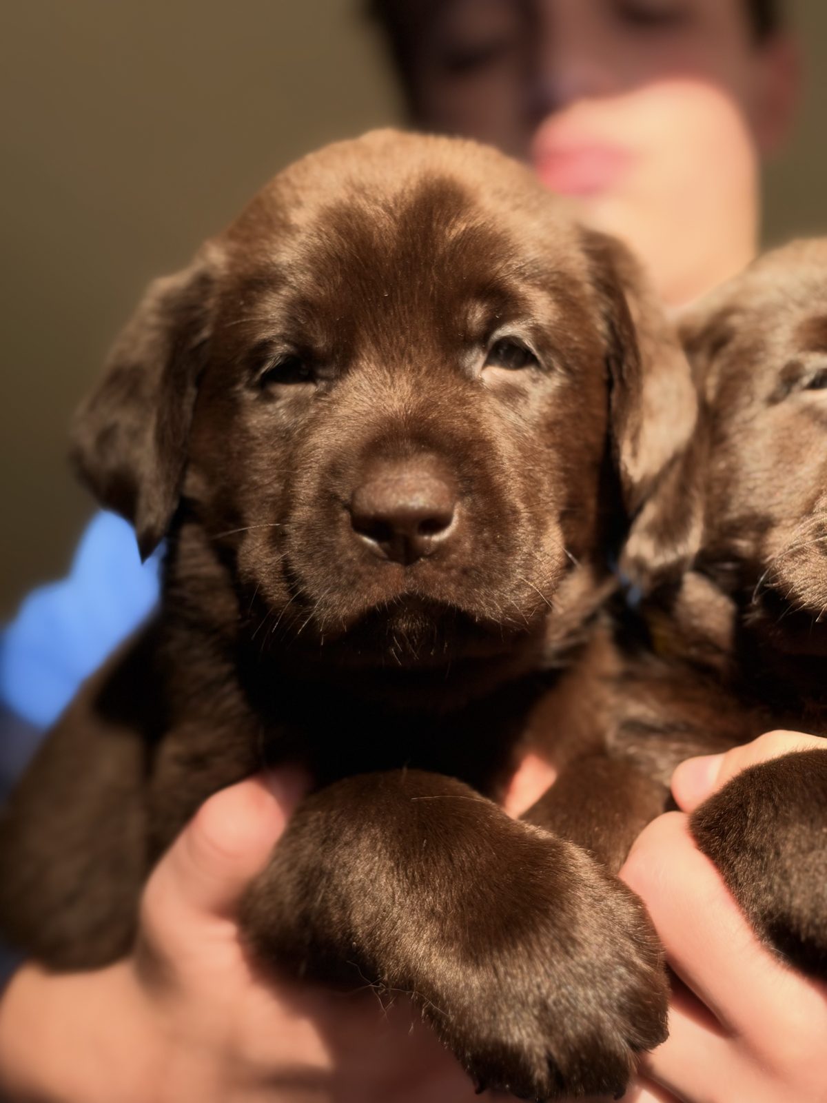 Two chocolate English Labrador puppies from Goldie and Francisco's Magnificent 7 litter at Kindred Pup