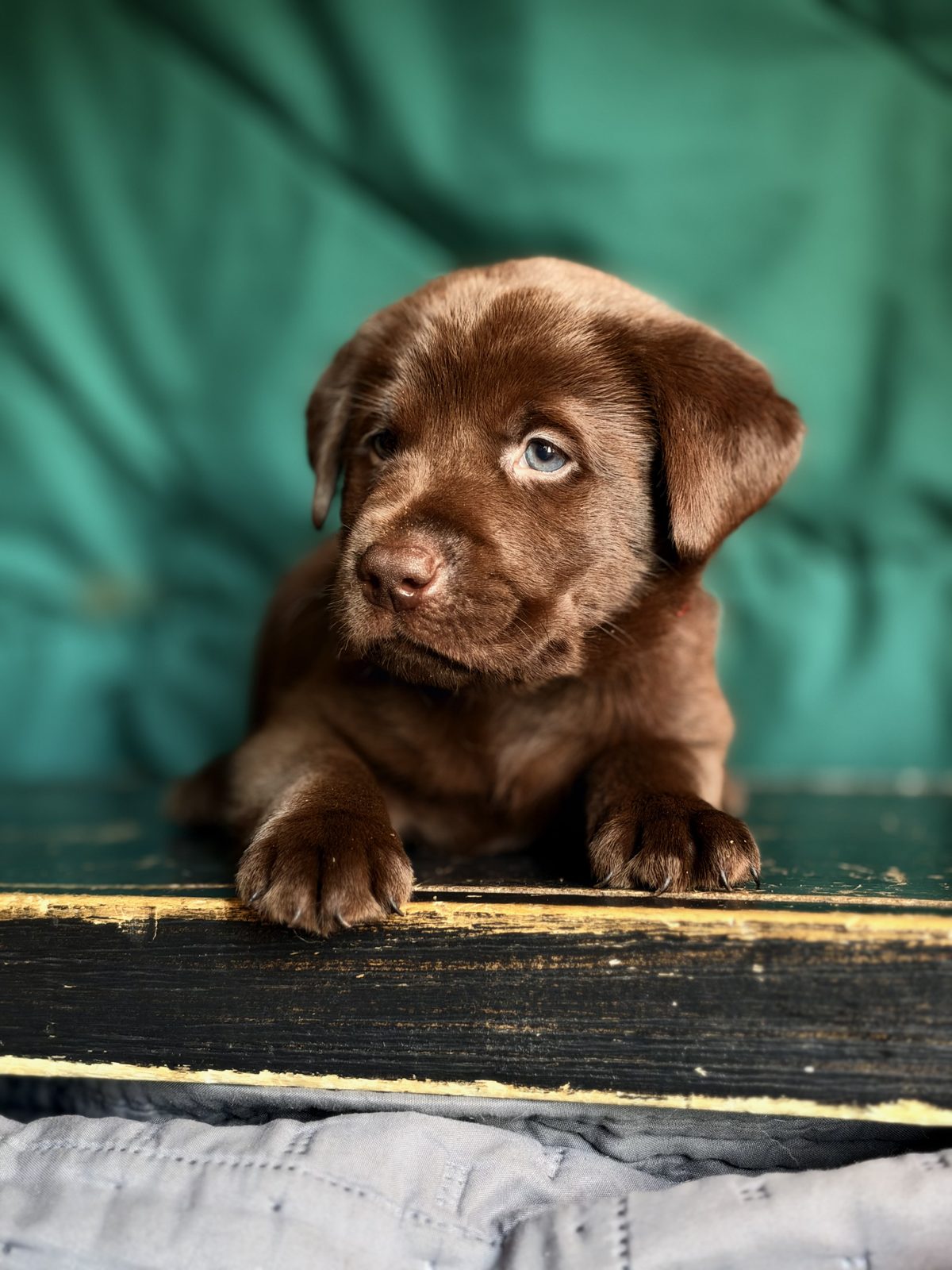 Chocolate English Labrador male puppy from the Magnificent 7 litter at Kindred Pup