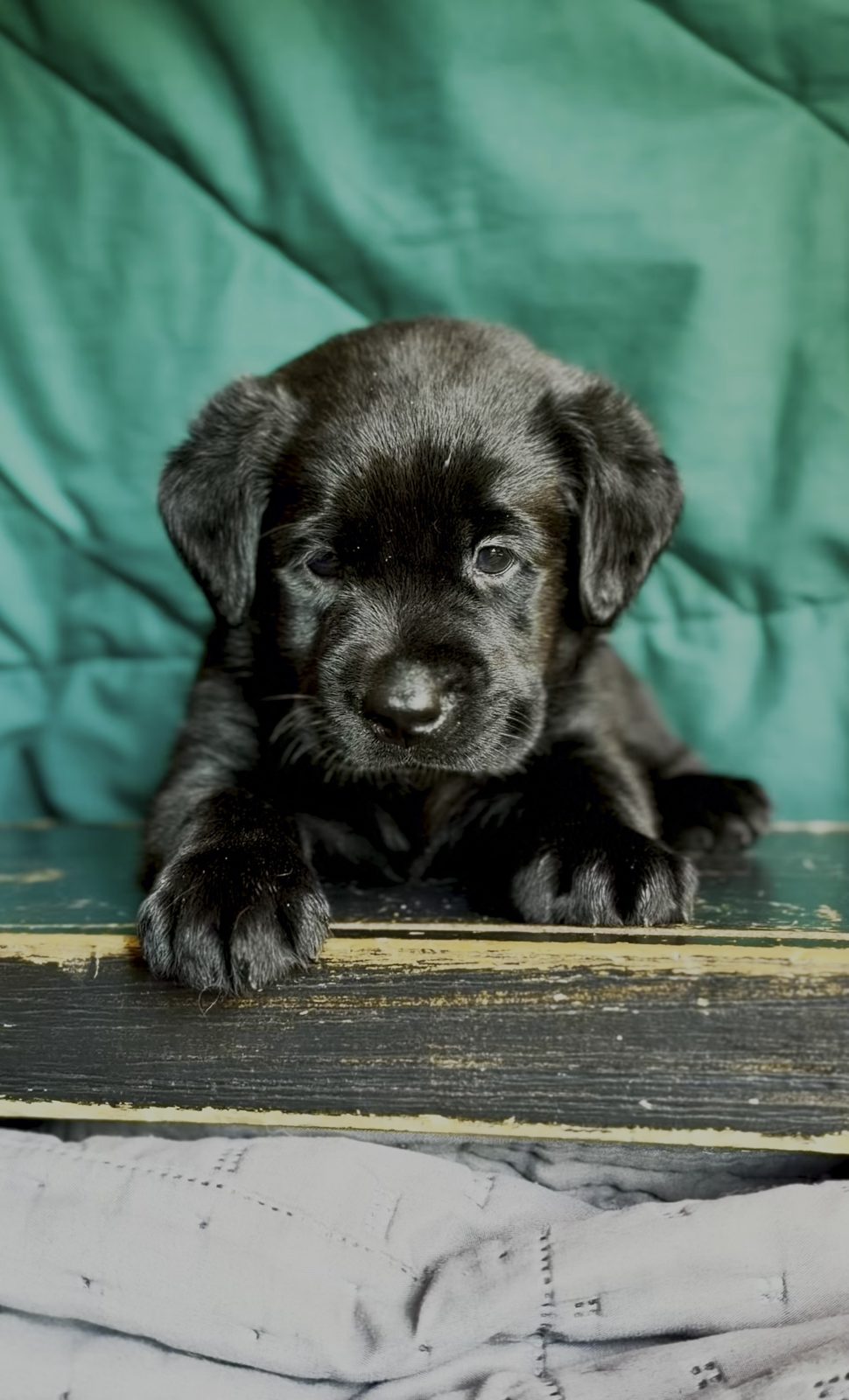 Black English Labrador male puppy from the Magnificent 7 litter at Kindred Pup