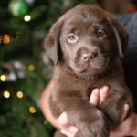 Kindred Pup | English Labrador Puppy Breeder