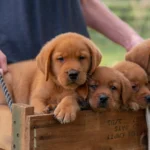 English Labrador Puppy Breeder | Kindred Pup